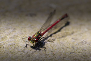 Stablibelle rot - 03.jpg Stablibelle rot - 03.jpg