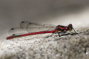 Stablibelle rot - 04.jpg Stablibelle rot - 04.jpg