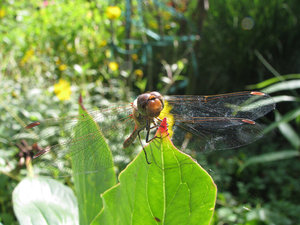 Libelle 02.jpg Libelle 02.jpg