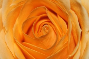 IMG_7896 (Large).JPG