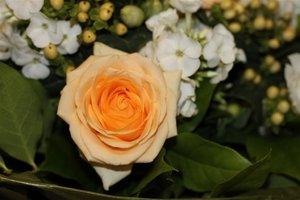 IMG_7895 (Large).JPG