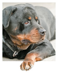 IMG_0219_1 1000px.jpg