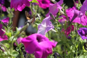 IMG_6945 (Large).JPG