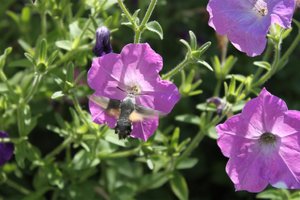 IMG_6942 (Large).JPG