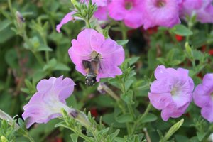 IMG_6939 (Large).JPG