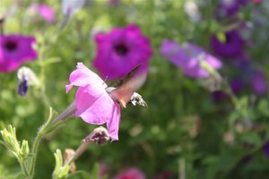 IMG_6940 (Large).JPG