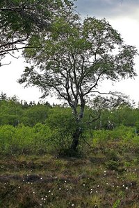 _MG_81733.JPG _MG_81733.JPG