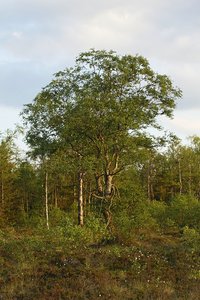 _MG_82132.JPG _MG_82132.JPG