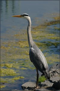 Graureiher  -DSC01646.jpg