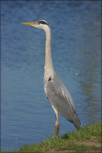 Graureiher  -DSC01707.jpg