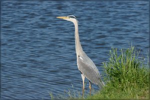 Graureiher  -DSC01735.jpg