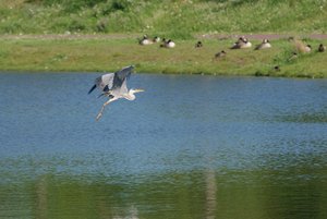 Graureiher -DSC01757.jpg