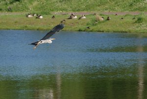 Graureiher -DSC01758.jpg