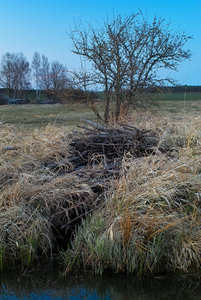 2012_04_08_SD9_Kuelso_Biber_auf_der_Wiese_0084_667x1000pix.jpg 2012_04_08_SD9_Kuelso_Biber_auf_der_Wiese_0084_667x1000pix.jpg