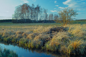 2012_04_08_SD9_Kuelso_Biber_auf_der_Wiese_0065_1200pix.jpg 2012_04_08_SD9_Kuelso_Biber_auf_der_Wiese_0065_1200pix.jpg