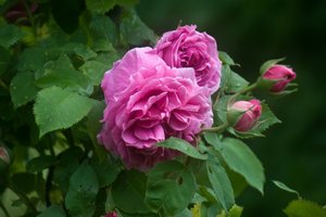 comp_DSC_1855.jpg comp_DSC_1855.jpg