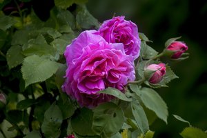 DSC_1855-33.jpg DSC_1855-33.jpg