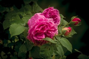 DSC_1855-443.jpg DSC_1855-443.jpg