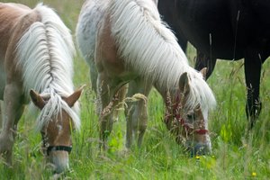 comp_DSC_2206.jpg comp_DSC_2206.jpg