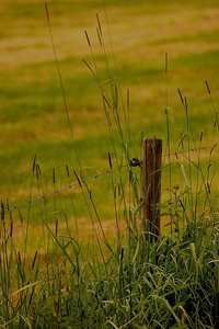 Bornhorst 500 kbBornhorst 057 Zaunpfahl.jpg