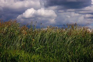 Bornhorst 500 kbBornhorst 094 Stürmische Wiese 1.jpg