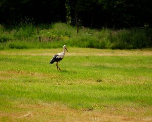 Störche 500 kbBornhorst 122Storch 6.jpg