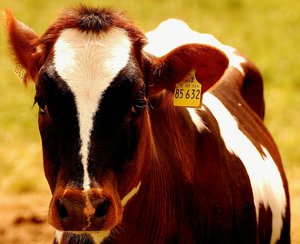 Bornhorst 500 kbBornhorst 074 Kuh.jpg