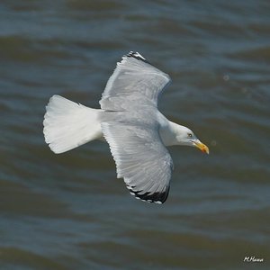 22_SDIM6049.jpg 22_SDIM6049.jpg