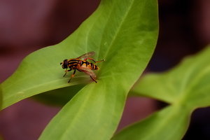 Biene am Teich 7.5.12 060 zweites Mal.jpg