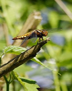 Libelle 7.jpg