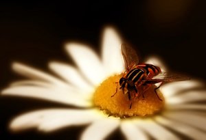 Schwebewespe 500 kbSchwebewespe.jpg