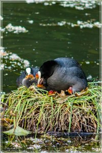 comp_Kaisergarten-9856 (Large).jpg