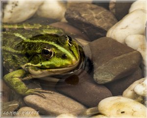 comp_Gruga-0033 (Large).jpg