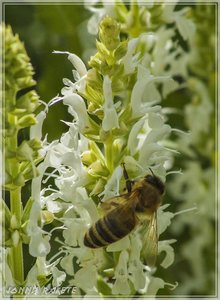 comp_Gruga-0054 (Large).jpg