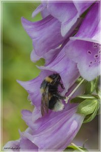 comp_Gruga-0065 (Large).jpg