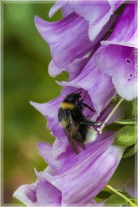 comp_Gruga-0064 (Large).jpg