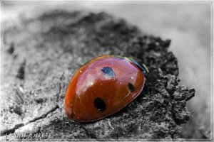 comp_Siebenpunkt (Large).jpg