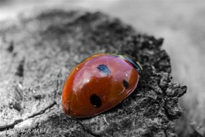 Siebenpunkt (Large).jpg