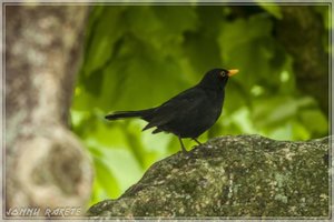 comp_Gruga-0112 (Large).jpg