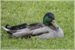 comp_Gruga-0195 (Large).jpg