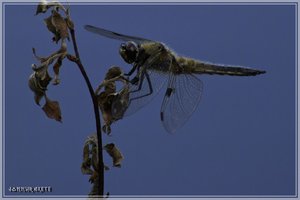 comp_Libelle4 (Custom).jpg