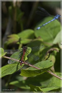 comp_libelle6 (Custom).jpg