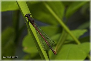 comp_Libelle5 (Custom).jpg