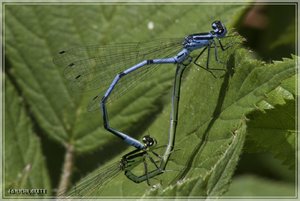 comp_Libelle9 (Custom).jpg