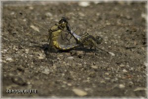 comp_Libelle11 (Custom).jpg