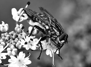 Fleischfliege2_SDIM1654sw5.jpg