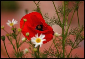 Postkarten 500 kbPostkarte Mohn 2.jpg