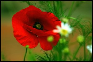 Postkarten 500 kbPostkarte Mohn.jpg