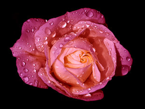Super_Rose_IMG_0578_400k.jpg