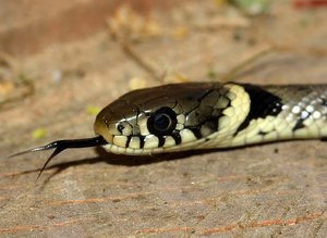 DSC_g2578_copy a.jpg